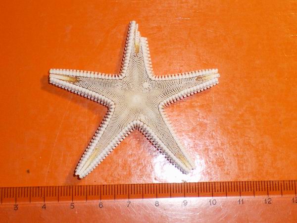 Stelle astropecten spiaggiate (Astropecten sp.)